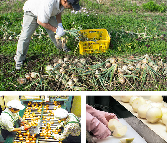 Selection of fresh raw onions done manually
